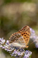 Papilio Argynnis paphia on lavender angustifolia, lavandula