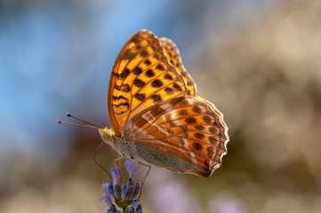 Papilio Argynnis paphia on lavender angustifolia, lavandula