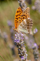 Papilio Argynnis paphia on lavender angustifolia, lavandula