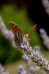 Papilio Argynnis paphia on lavender angustifolia, lavandula