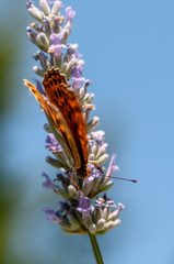 Papilio Argynnis paphia on lavender angustifolia, lavandula