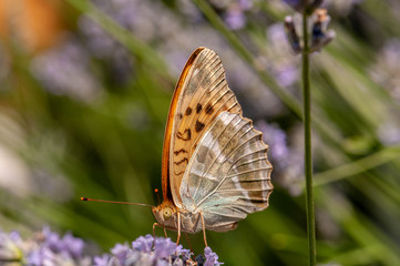 Papilio Argynnis paphia on lavender angustifolia, lavandula