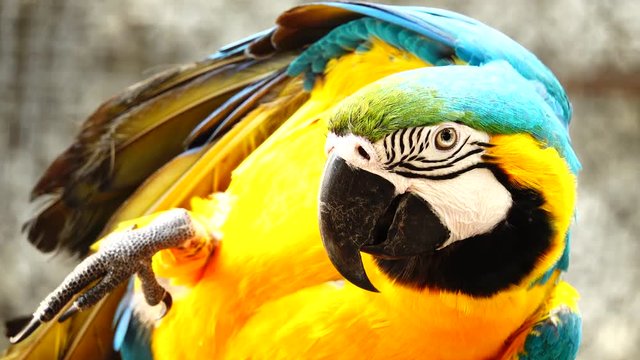 4K Colorful parrot  with bright plumage of blue, yellow, green and white color. Macaw close-up