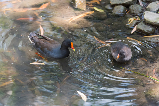 Vögel nehmen ein Bad im Tümpel