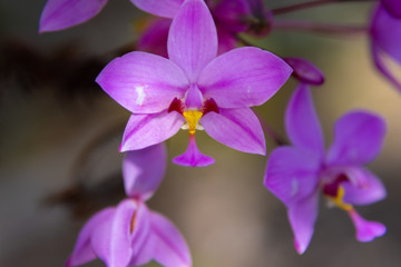 pink orchid on green background