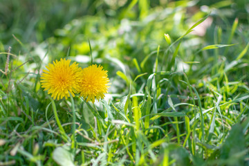 dandelion flower on the lawn