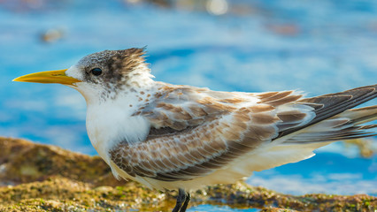 Seagull Resting