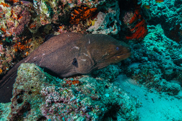 Fototapeta na wymiar Eel at the Maldives