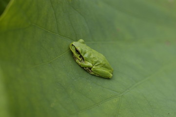 葉の上のカエル