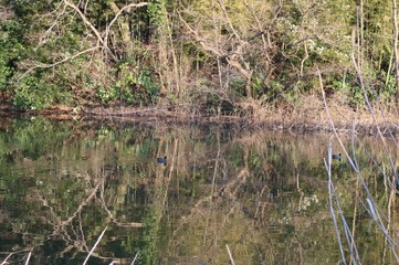 景色　田舎の池　樹木　栃木