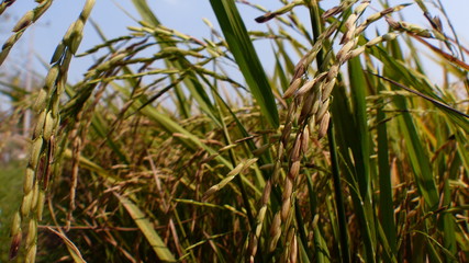 Rice grains ready to be harvested in the summer