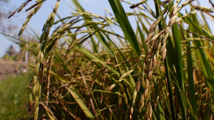 Rice grains ready to be harvested in the summer