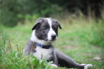 Little cute puppy on the lawn