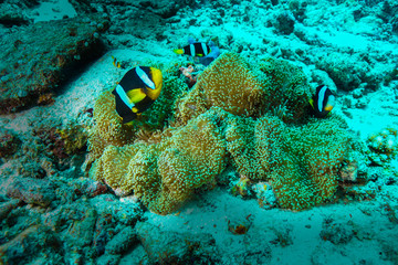 Naklejka na ściany i meble Anemone Coral and fish at the Maldives