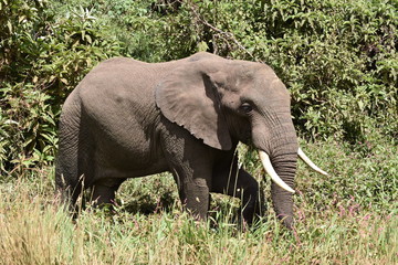 Naklejka na ściany i meble African elephant in Tanzania