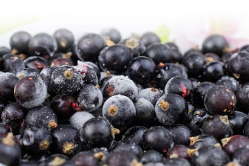 Frozen black currant berries