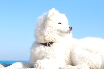 White fluffy dog on the beach