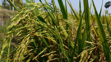 Rice grains ready to be harvested in the summer