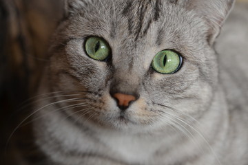 Funny gray cat with green eyes