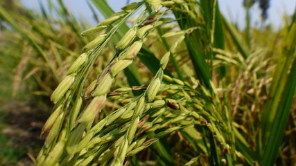 Rice grains ready to be harvested in the summer