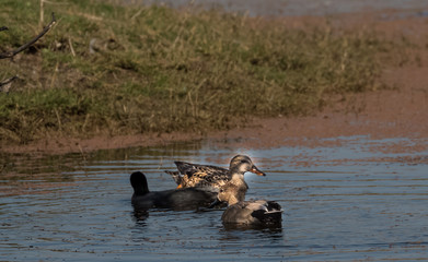 Vorthern Shoveler (Female)