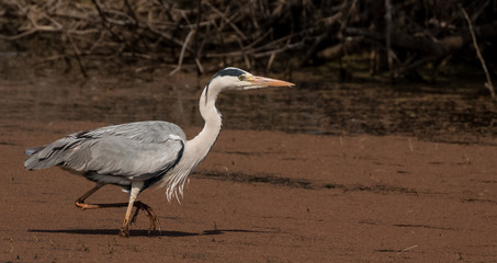 Grey Heron at Bharatpur