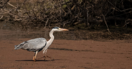 Grey Heron at Bharatpur