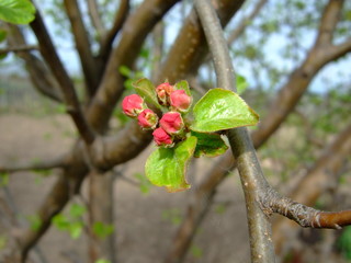 It's spring. Flowering fruit trees.