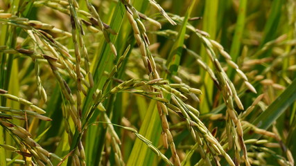 Rice grains ready to be harvested in the summer