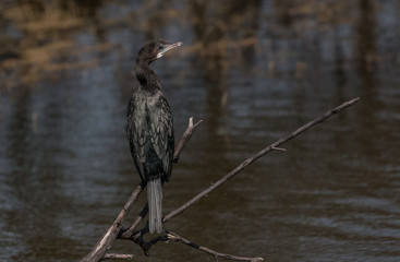 Little Cormorant  at Bharatpur