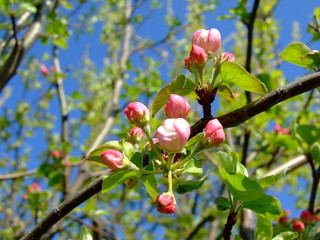 It's spring. Flowering fruit trees.