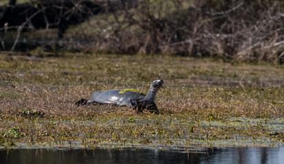 Big Tortoise at Bharatpur