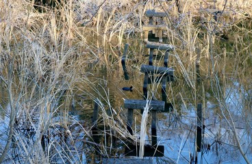 風景　いなか　池　水鳥　とちぎ