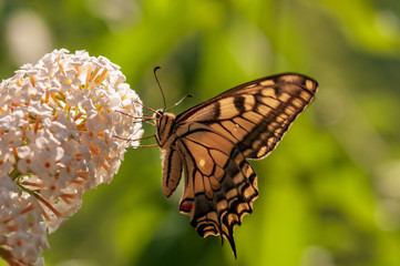 Butterfly on white Buddleja davidii