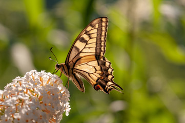 Butterfly on white Buddleja davidii