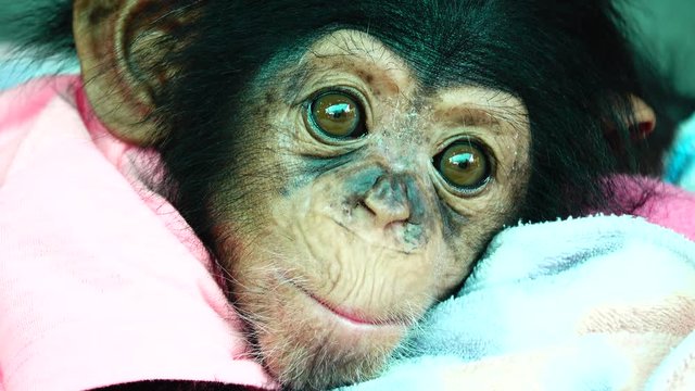 4K The eye baby portrait of a baby chimpanzee