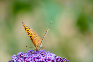 Papilio Argynnis paphia on purple Buddleja davidii