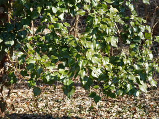 Lierre grimpant (Hedera helix) Feuilles persistantes et selon leur exposition au soleil de forme...