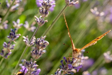 Papilio Argynnis paphia on lavender angustifolia, lavandula