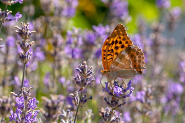 Papilio Argynnis paphia on lavender angustifolia, lavandula