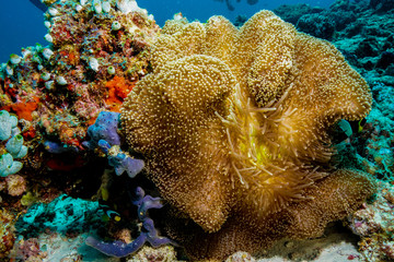 Anemone Coral and fish at the Maldives