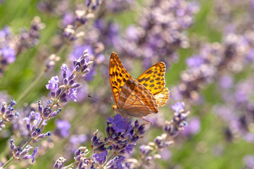 Papilio Argynnis paphia on lavender angustifolia, lavandula