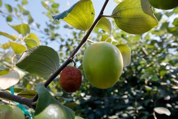 green apples on a branch