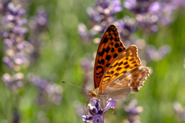 Papilio Argynnis paphia on lavender angustifolia, lavandula