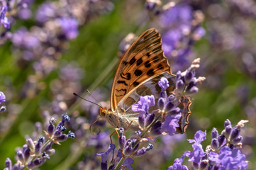 Papilio Argynnis paphia on lavender angustifolia, lavandula