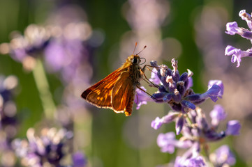 Insect on lavender angustifolia, lavandula