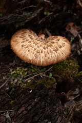 mushroom in the forest
