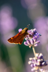 Insect on lavender angustifolia, lavandula