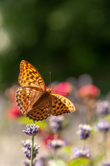 Papilio Argynnis paphia on lavender angustifolia, lavandula