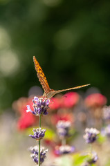Papilio Argynnis paphia on lavender angustifolia, lavandula